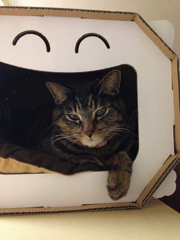 �A�����W���R���݁u�ɂ�񁙃n�E�X�v�g������Ȃ�