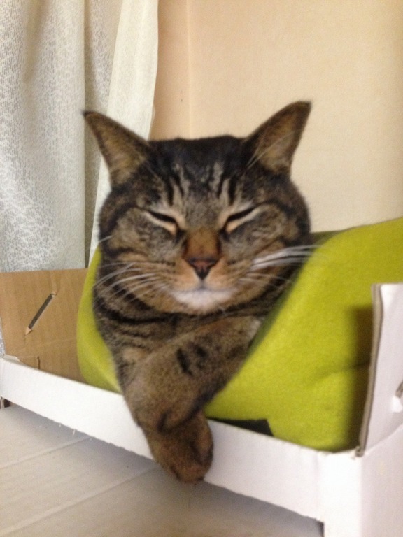 �A�����W���R���݁u�ɂ�񁙃n�E�X�v�g������Ȃ�