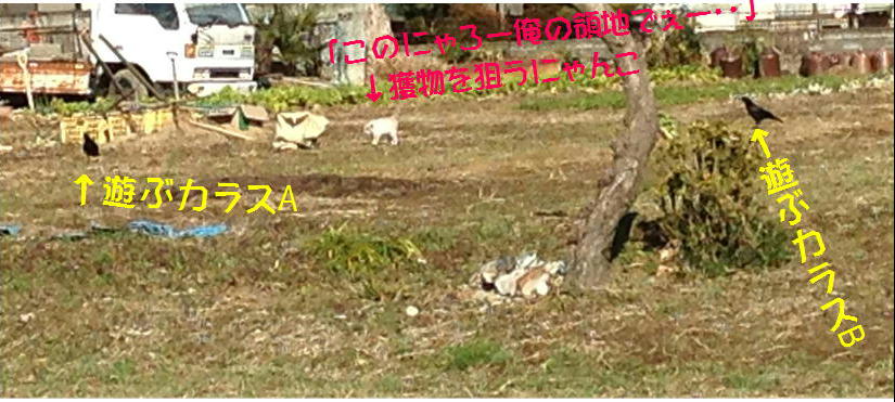 �A�����W���R���݁u�ɂ�񁙃n�E�X�v�g������Ȃ�