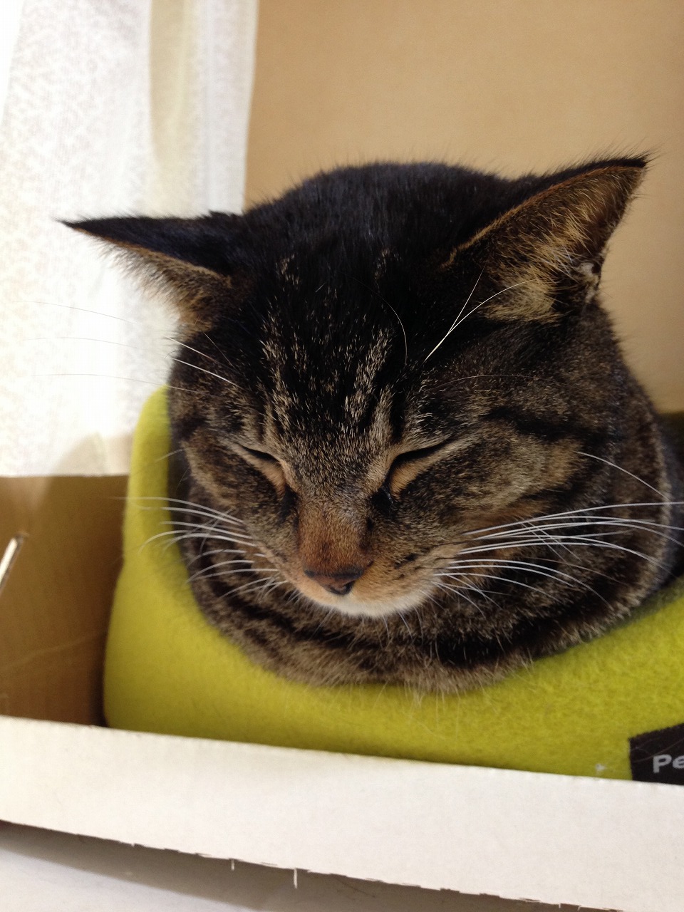 �A�����W���R���݁u�ɂ�񁙃n�E�X�v�g������Ȃ�