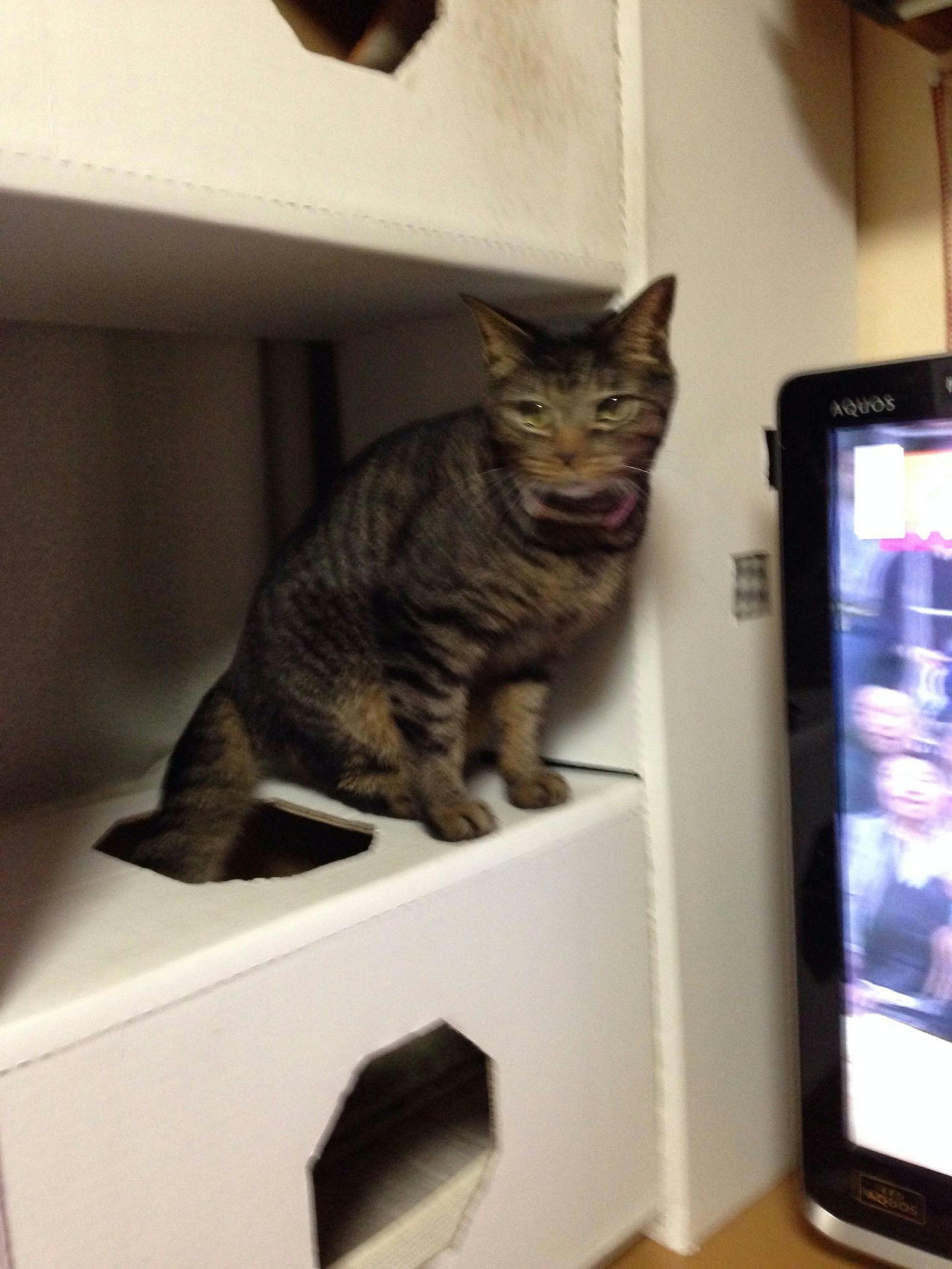 �A�����W���R���݁u�ɂ�񁙃n�E�X�v�g������Ȃ�