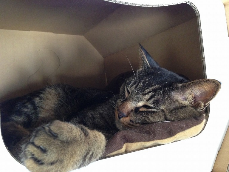 �A�����W���R���݁u�ɂ�񁙃n�E�X�v�g������Ȃ�