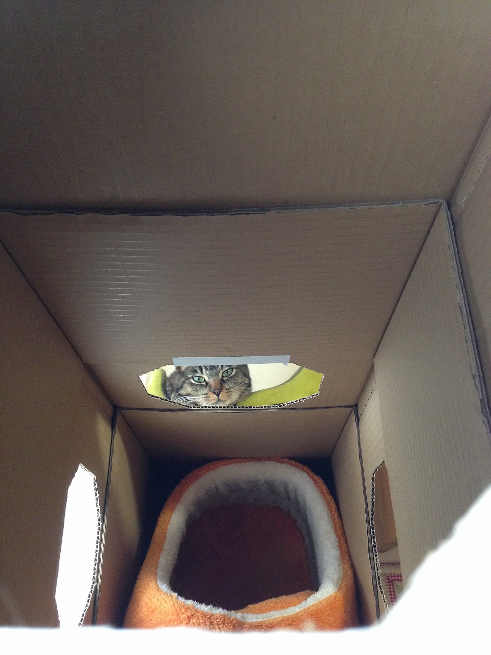 �A�����W���R���݁u�ɂ�񁙃n�E�X�v�g������Ȃ�