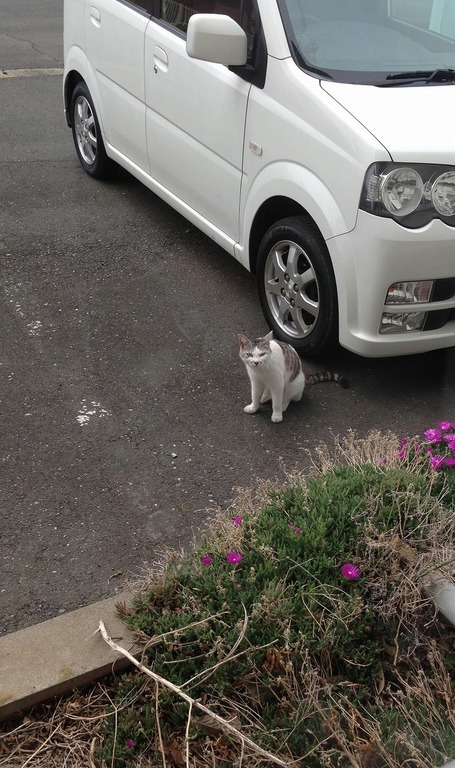 �A�����W���R���݁u�ɂ�񁙃n�E�X�v�g������Ȃ�