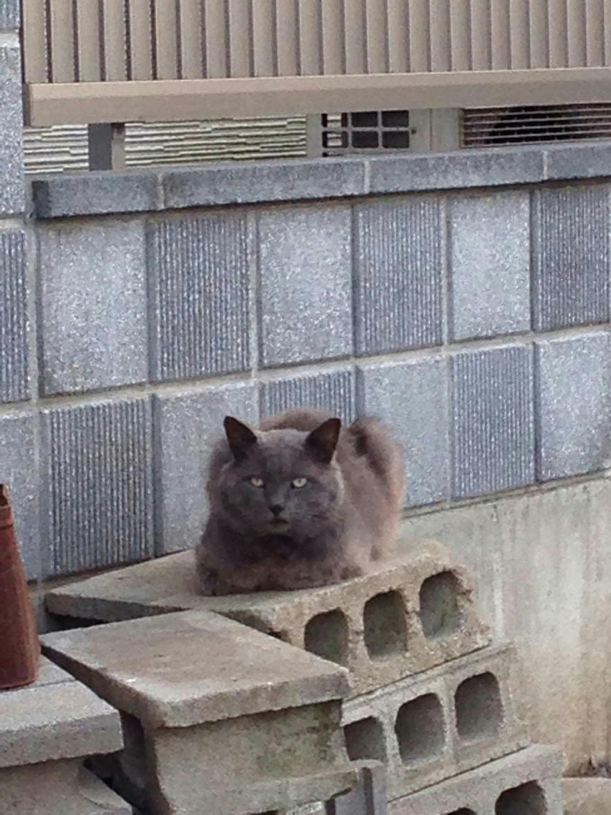 �A�����W���R���݁u�ɂ�񁙃n�E�X�v�g������Ȃ�