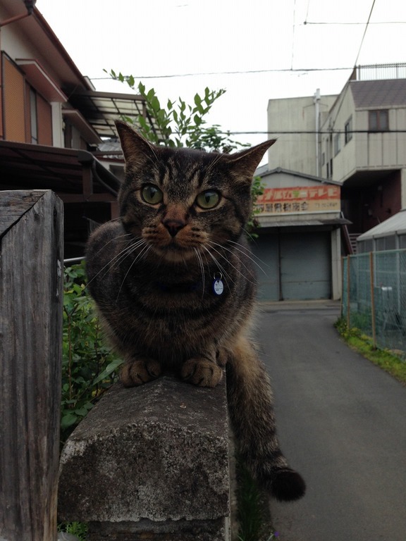 �A�����W���R���݁u�ɂ�񁙃n�E�X�v�g������Ȃ�