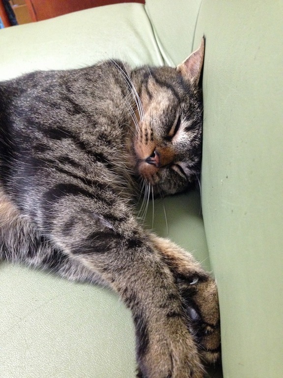 �A�����W���R���݁u�ɂ�񁙃n�E�X�v�g������Ȃ�