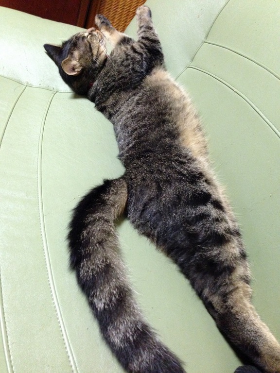 �A�����W���R���݁u�ɂ�񁙃n�E�X�v�g������Ȃ�