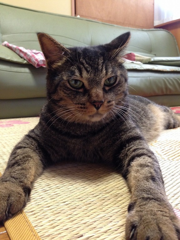 �A�����W���R���݁u�ɂ�񁙃n�E�X�v�g������Ȃ�