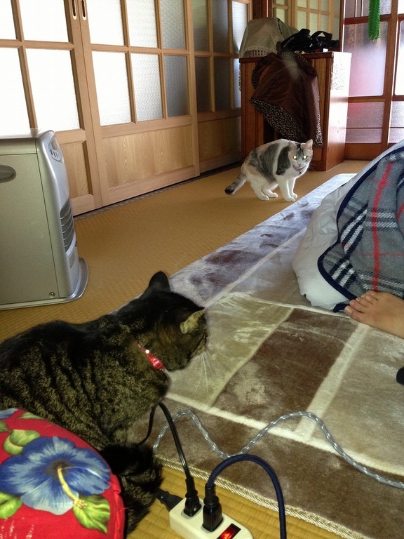 �A�����W���R���݁u�ɂ�񁙃n�E�X�v�g������Ȃ�