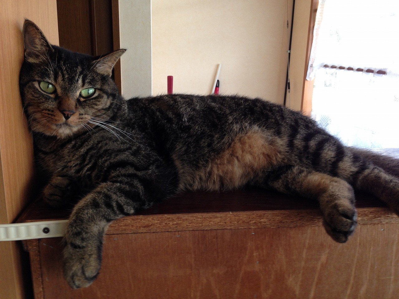 �A�����W���R���݁u�ɂ�񁙃n�E�X�v�g������Ȃ�