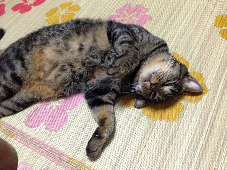 �A�����W���R���݁u�ɂ�񁙃n�E�X�v�g������Ȃ�