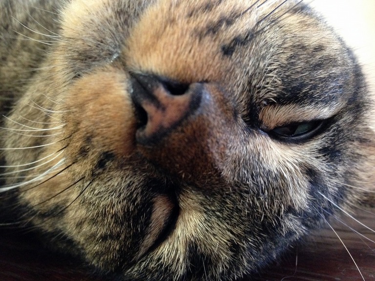 �A�����W���R���݁u�ɂ�񁙃n�E�X�v�g������Ȃ�