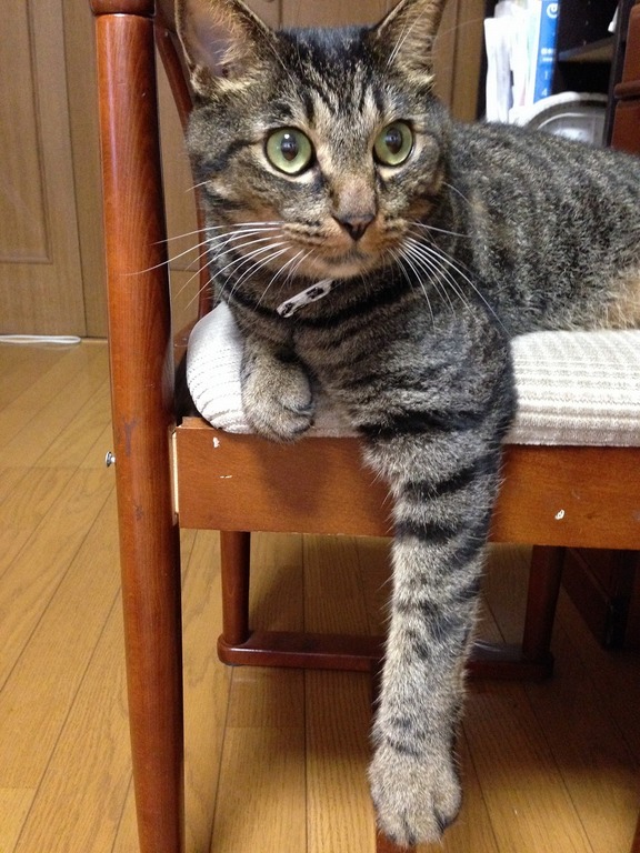 �A�����W���R���݁u�ɂ�񁙃n�E�X�v�g������Ȃ�