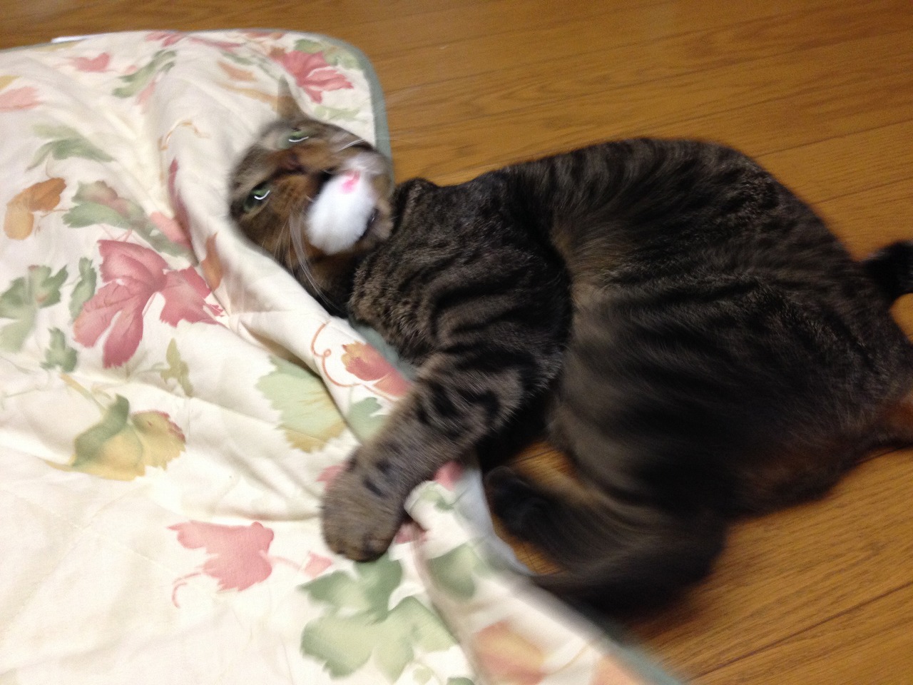 �A�����W���R���݁u�ɂ�񁙃n�E�X�v�g������Ȃ�