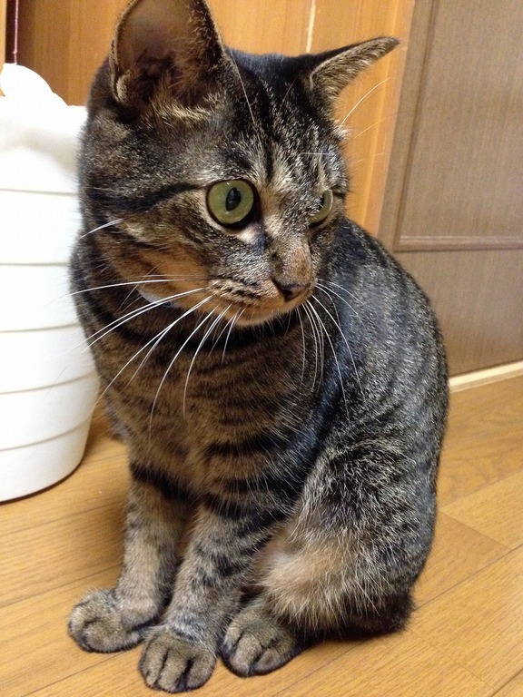 �A�����W���R���݁u�ɂ�񁙃n�E�X�v�g������Ȃ�