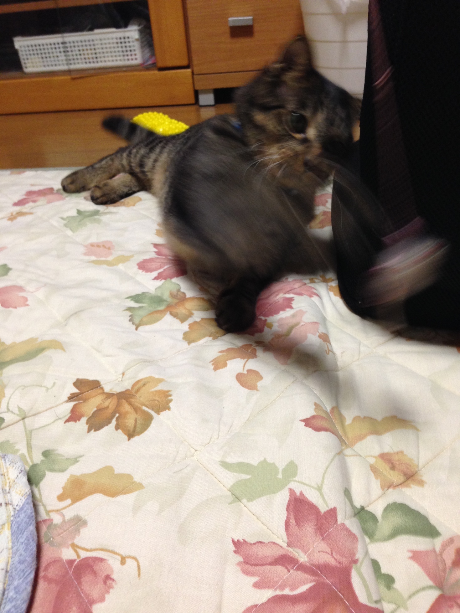 �A�����W���R���݁u�ɂ�񁙃n�E�X�v�g������Ȃ�