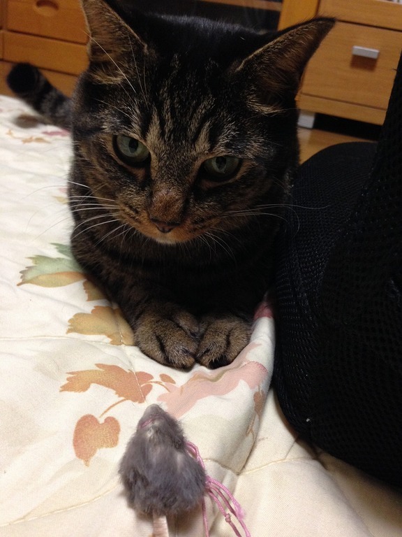 �A�����W���R���݁u�ɂ�񁙃n�E�X�v�g������Ȃ�