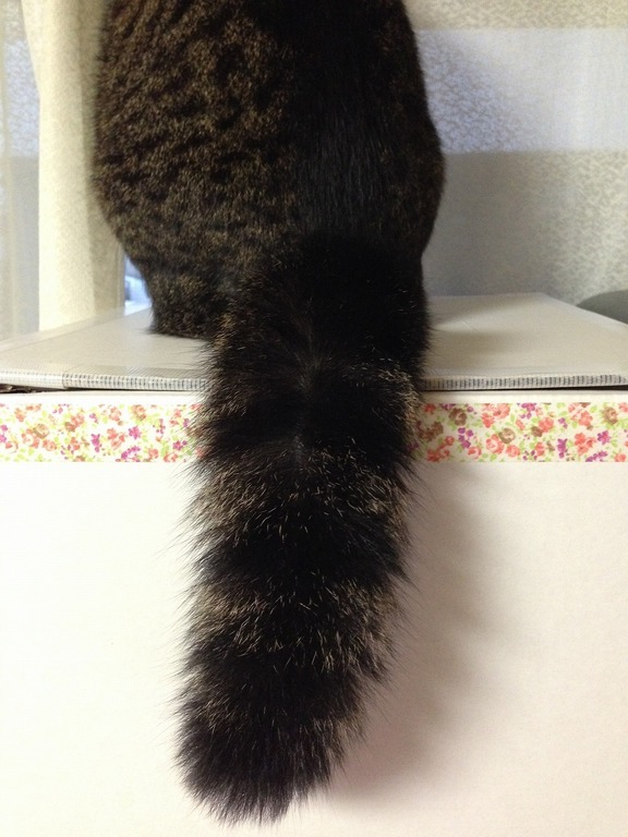 �A�����W���R���݁u�ɂ�񁙃n�E�X�v�g������Ȃ�