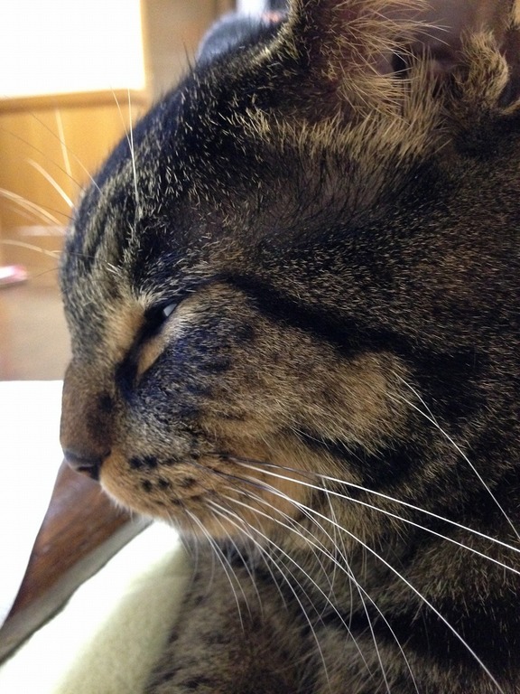 �A�����W���R���݁u�ɂ�񁙃n�E�X�v�g������Ȃ�