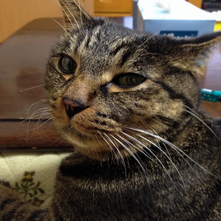 �A�����W���R���݁u�ɂ�񁙃n�E�X�v�g������Ȃ�