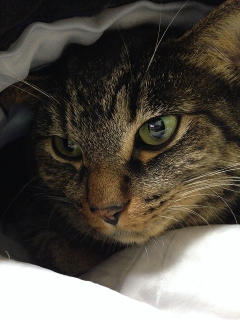 �A�����W���R���݁u�ɂ�񁙃n�E�X�v�g������Ȃ�