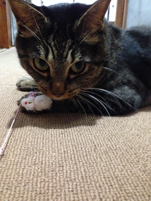 �A�����W���R���݁u�ɂ�񁙃n�E�X�v�g������Ȃ�