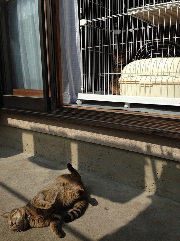 �A�����W���R���݁u�ɂ�񁙃n�E�X�v�g������Ȃ�