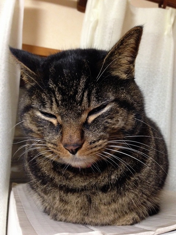 �A�����W���R���݁u�ɂ�񁙃n�E�X�v�g������Ȃ�