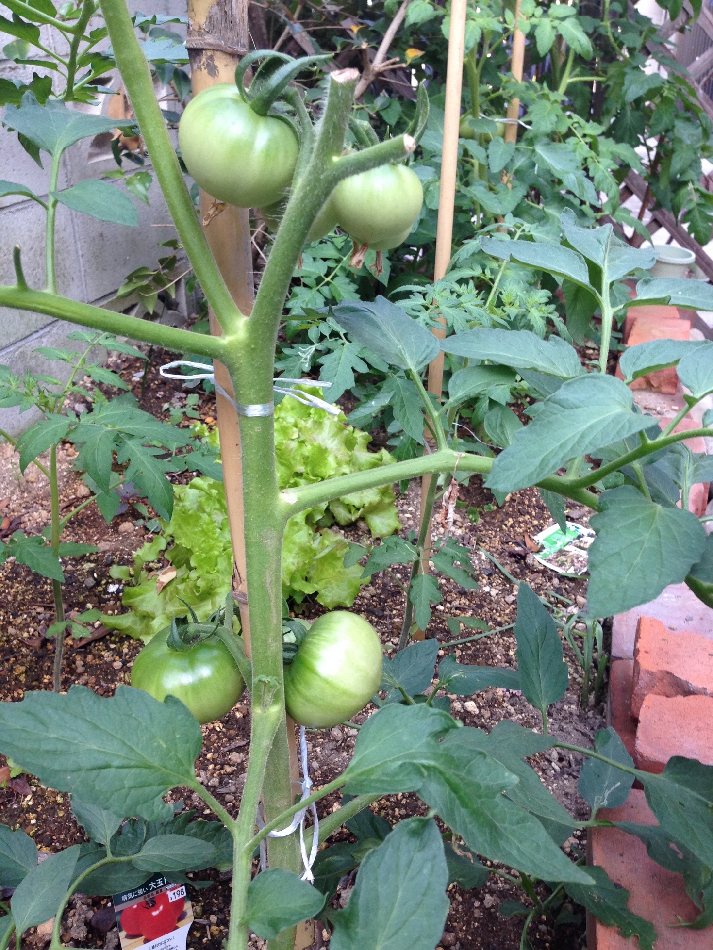 �A�����W���R���݁u�ɂ�񁙃n�E�X�v�g������Ȃ�