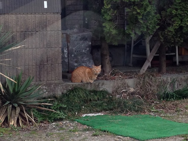 �A�����W���R���݁u�ɂ�񁙃n�E�X�v�g������Ȃ�