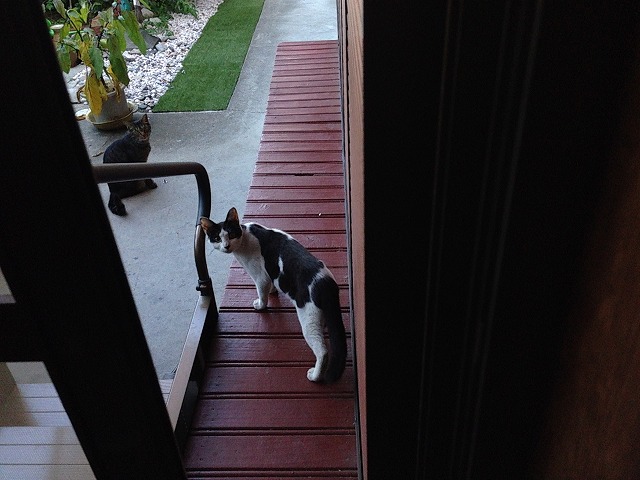 �A�����W���R���݁u�ɂ�񁙃n�E�X�v�g������Ȃ�