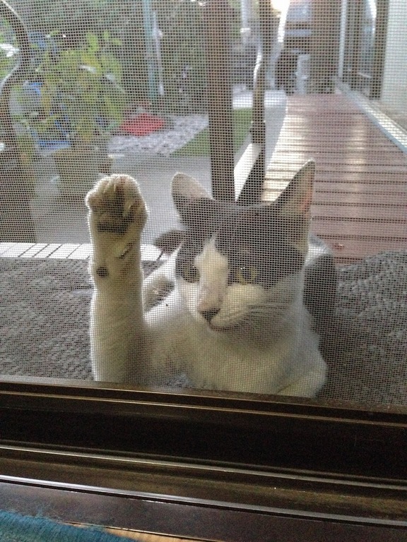 �A�����W���R���݁u�ɂ�񁙃n�E�X�v�g������Ȃ�