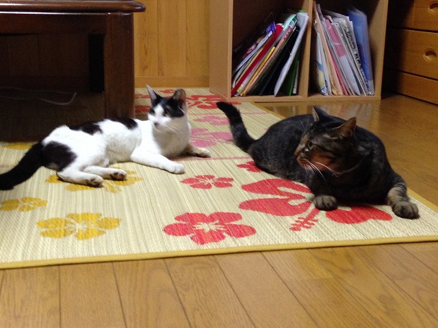 �A�����W���R���݁u�ɂ�񁙃n�E�X�v�g������Ȃ�