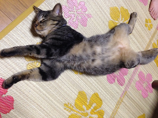 �A�����W���R���݁u�ɂ�񁙃n�E�X�v�g������Ȃ�