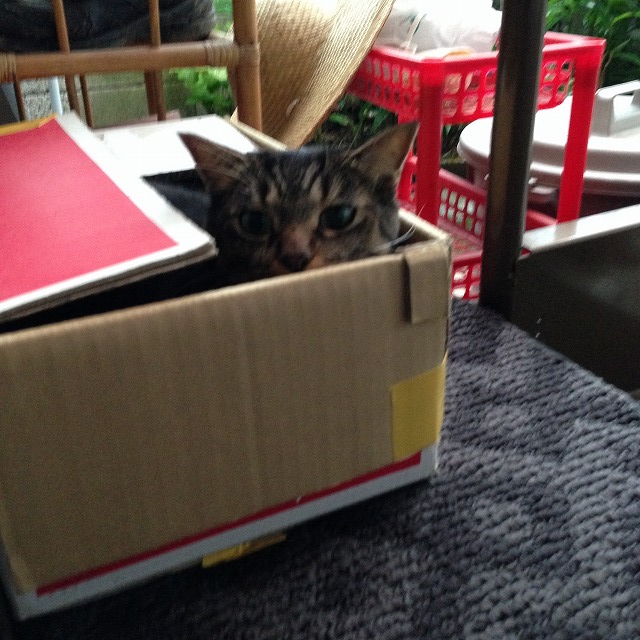 �A�����W���R���݁u�ɂ�񁙃n�E�X�v�g������Ȃ�