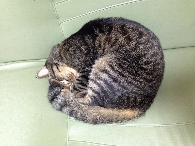 �A�����W���R���݁u�ɂ�񁙃n�E�X�v�g������Ȃ�