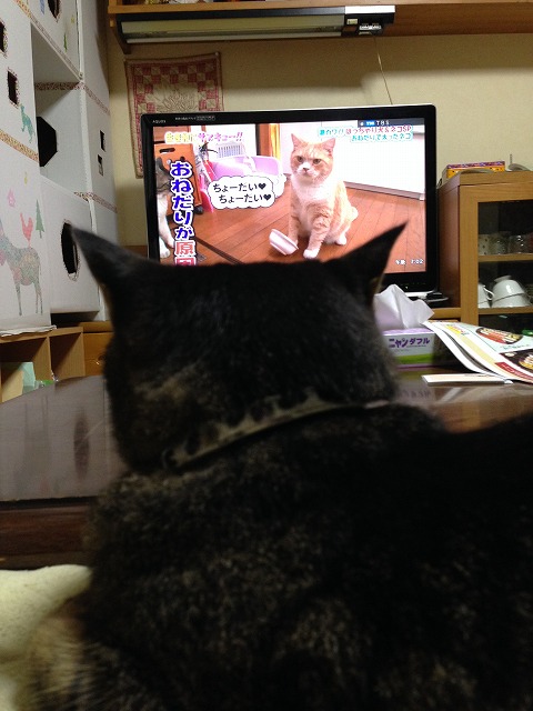 �A�����W���R���݁u�ɂ�񁙃n�E�X�v�g������Ȃ�