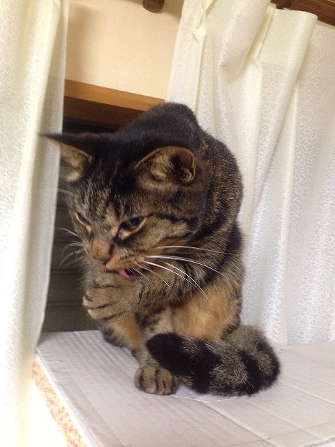 �A�����W���R���݁u�ɂ�񁙃n�E�X�v�g������Ȃ�