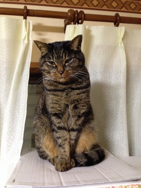 �A�����W���R���݁u�ɂ�񁙃n�E�X�v�g������Ȃ�