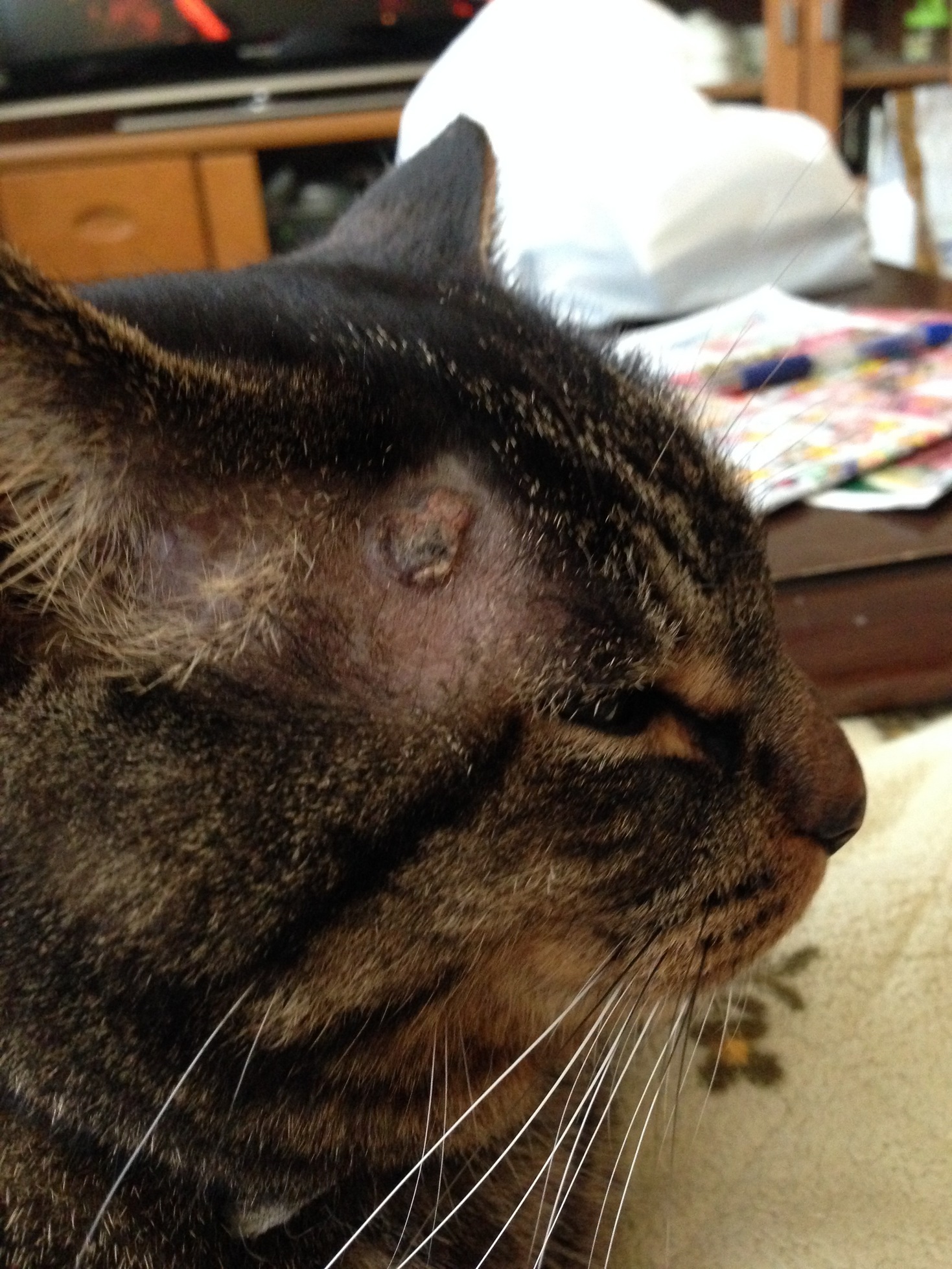 �A�����W���R���݁u�ɂ�񁙃n�E�X�v�g������Ȃ�