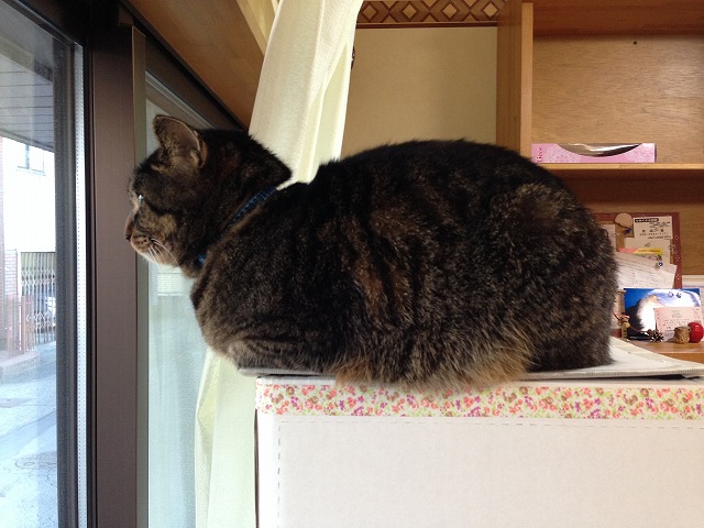 �A�����W���R���݁u�ɂ�񁙃n�E�X�v�g������Ȃ�