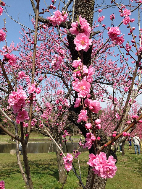 �A�����W���R���݁u�ɂ�񁙃n�E�X�v�g������Ȃ�