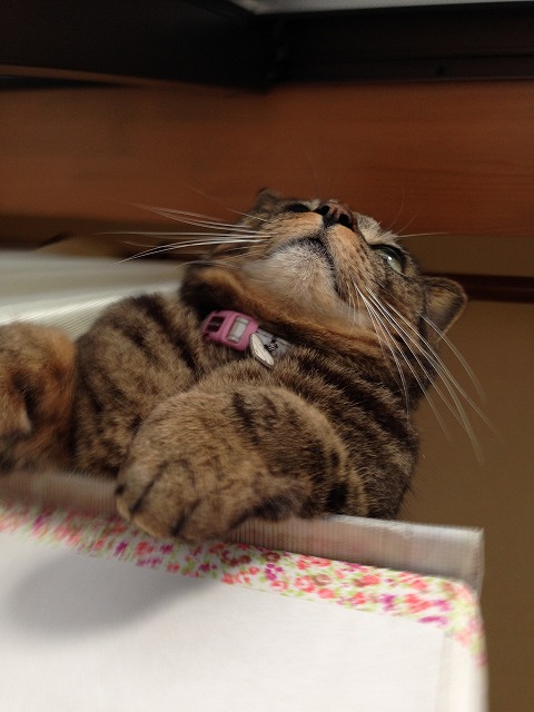 �A�����W���R���݁u�ɂ�񁙃n�E�X�v�g������Ȃ�