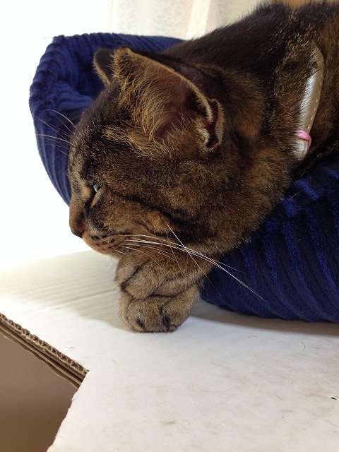 �A�����W���R���݁u�ɂ�񁙃n�E�X�v�g������Ȃ�