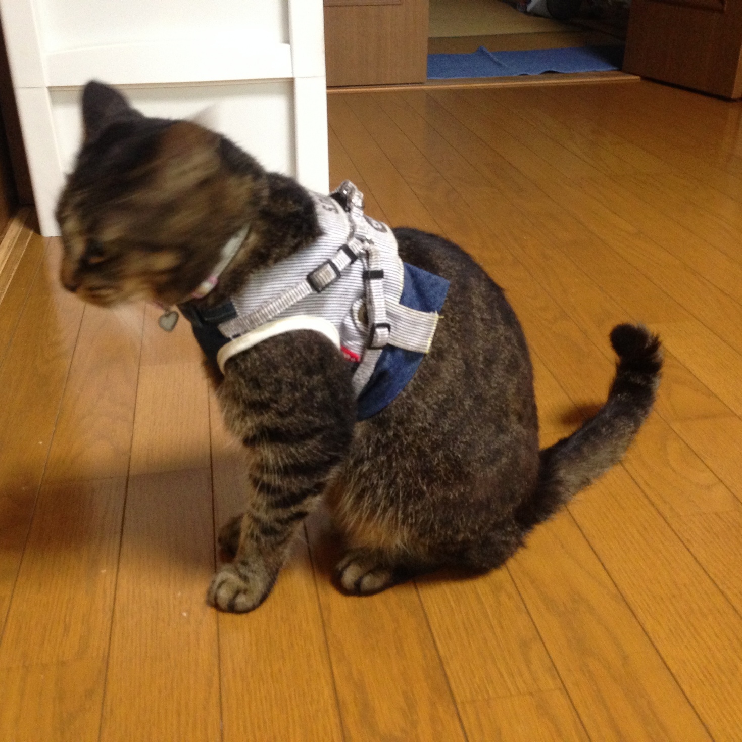 �A�����W���R���݁u�ɂ�񁙃n�E�X�v�g������Ȃ�