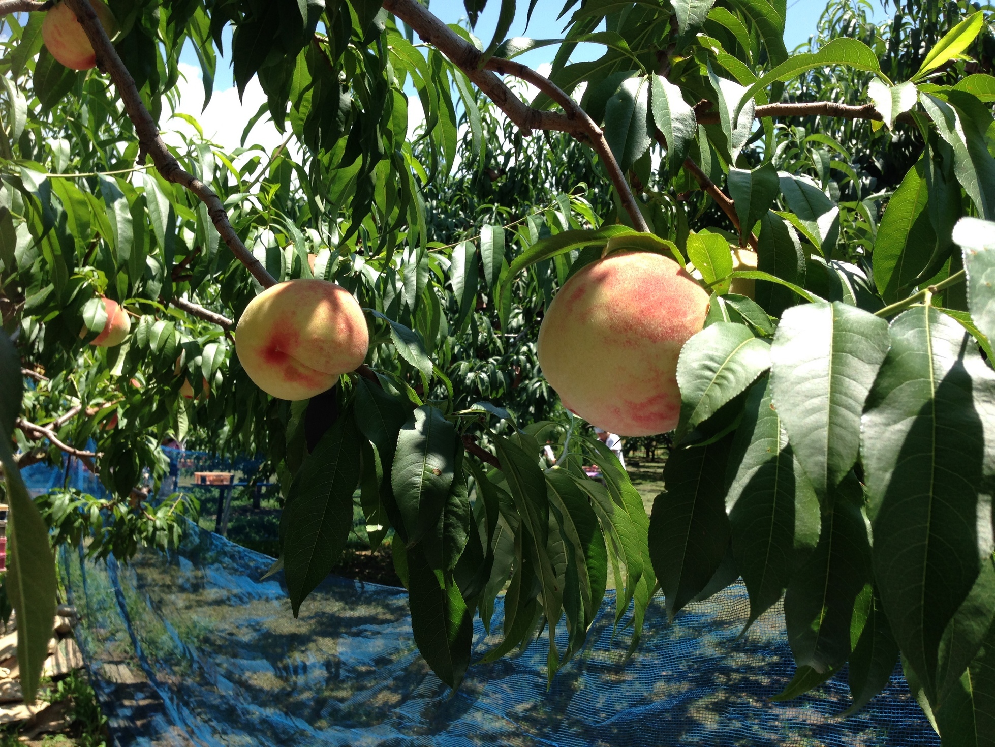 �A�����W���R���݁u�ɂ�񁙃n�E�X�v�g������Ȃ�