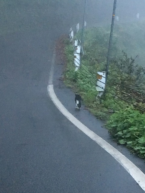 �A�����W���R���݁u�ɂ�񁙃n�E�X�v�g������Ȃ�