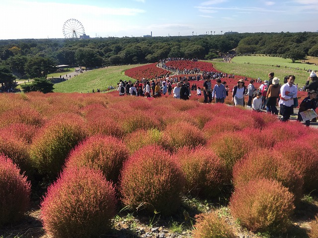 �A�����W���R���݁u�ɂ�񁙃n�E�X�v�g������Ȃ�