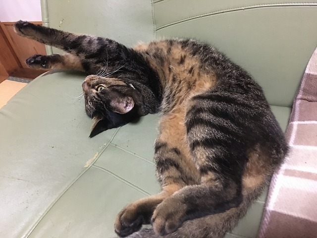 �A�����W���R���݁u�ɂ�񁙃n�E�X�v�g������Ȃ�